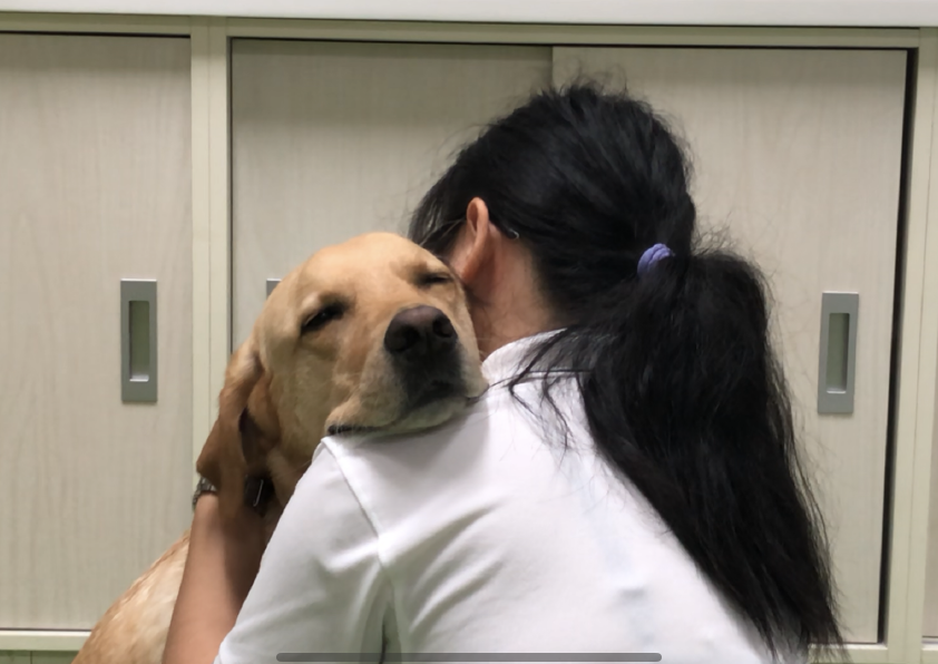 導盲犬梳毛舒服到導盲犬要睡著啦~